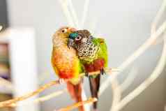 一对色彩斑斓的宠物锥尾鹦哥鸟preeening