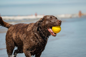 拉布拉多寻回犬狗<strong>抓取</strong>黄色的塑料球海滩