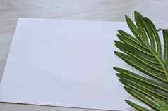 模型卡植物邀请卡环境细节模型明信片花白色背景