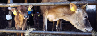 泽西岛牛小牛开放稳定的荷兰有机农场荷兰