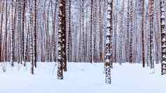 降雪松森林冬天多云的一天松树干