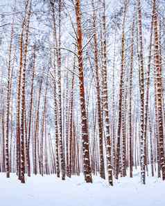 降雪松森林冬天多云的一天松树干