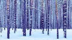 降雪松森林冬天多云的一天松树干覆盖雪