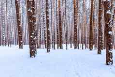 降雪松森林冬天多云的一天松树干