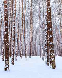 降雪松森林冬天多云的一天松树干