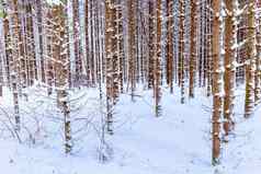 降雪松森林冬天多云的一天松树干