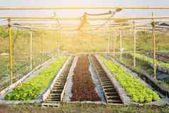 新鲜的树苗绿色橡木红色的橡木罗马生菜有机农场种植园生产培养农业收获绿色叶子场蔬菜健康的食物概念