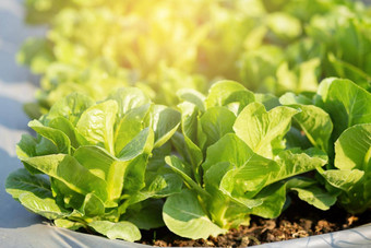 新鲜的树苗绿色<strong>因为</strong>罗马生菜有机农场种植园生产培养农业收获绿色叶子场蔬菜厨房花园健康的食物概念