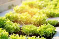 新鲜的树苗绿色橡木罗马生菜有机水培农场种植园生产培养农业收获叶子场蔬菜厨房花园健康的食物概念