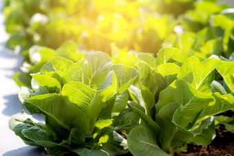 新鲜的树苗绿色<strong>因为</strong>罗马生菜有机农场种植园生产培养农业收获绿色叶子场蔬菜厨房花园健康的食物概念