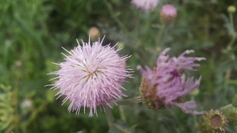 常年蓟植物脊柱小费三角叶子紫色的花