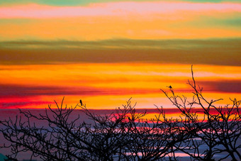 日落回来轮廓鸟挂干树色彩斑斓的热语气云天空