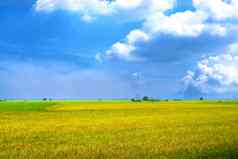 美丽的农业茉莉花大米农场早....黑暗蓝色的天空白色云