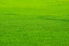 高尔夫球体育运动自然绿色新鲜的草场背景