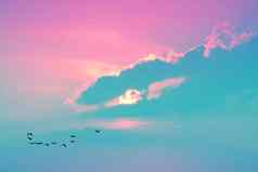 日落晚上光柔和的云天空鸟飞行首页