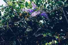 紫色的花环砂纸他来了花植物树绿廊凉亭