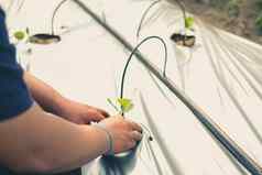 手日益增长的种植瓜植物幼苗发芽