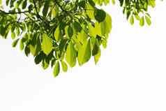 新鲜的绿色橡胶叶子孤立的白色背景橡胶树巴西
