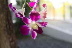 精致的朱红色紫色的花蝴蝶 兰兰花
