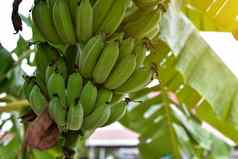 香蕉树群香蕉阳光培养香蕉