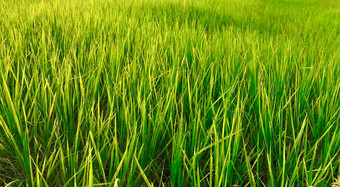 大米字段景观绿色大米晚上