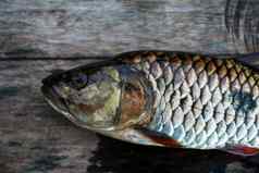 淡水鱼泰国汉帕拉barb