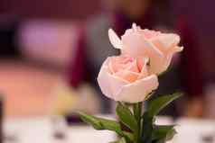 粉红色的玫瑰装修表格晚餐