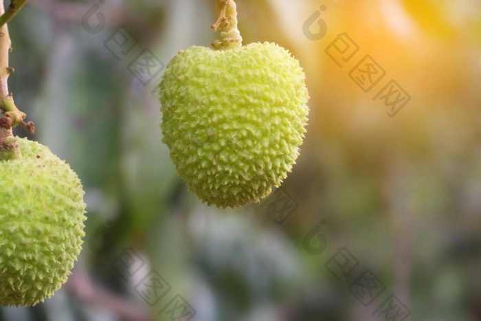 生绿色荔枝挂荔枝树新鲜的绿色荔枝水果成长图片-包图网企业站