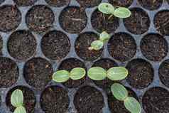 小西瓜树日益增长的花园农民分析植物