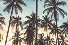 热带棕榈椰子树日落天空耀斑散景自然背景