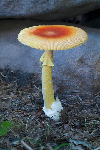 half-dyed纤细的凯撒蘑菇