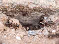 集团蚂蚁地面