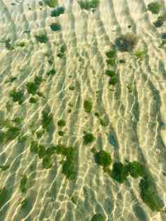 清晰的海水沙子绿色海藻