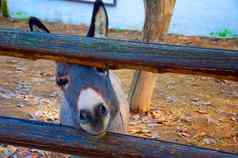 小驴子的脸木栅栏动物园
