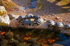 黑色的海龟太阳水边小池塘