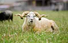 羊扭曲的角传统的斯洛伐克语品种原始瓦拉斯卡休息春天草地草眼睛一半关闭口开放