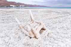 小塑料椅子完全覆盖水晶盐海岸死海特写镜头细节模糊酒店度假村距离一个博吉克以色列