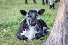 黑色的白色小腿坐着地面绿色牧场区域澳大利亚