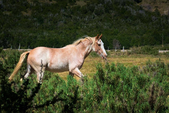 年轻的活泼的马<strong>飞驰</strong>的草原阿根廷巴塔哥尼亚