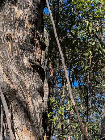大巨蜥攀爬树澳大利亚内地