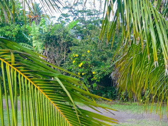 棕榈树复活节岛自然植物复活节岛图片