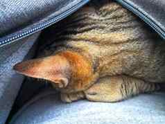 棕色（的）猫睡觉内部夹克宏