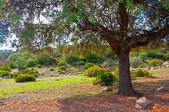 大橄榄树影子地球白色石头绿色灌木阳光明媚的一天塞维利亚西班牙