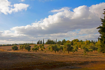 大棕色（的）场松柏树树国家公园罗马城市italica塞维利亚西班牙