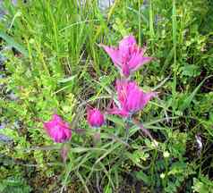 粉红色的花泰加林草坪上