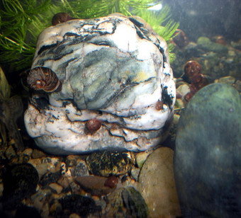 水下蜗牛岩石淡水河水下