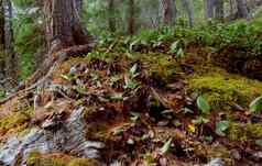 森林自然地面植被山泰加林