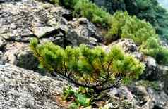 森林自然地面植被山泰加林