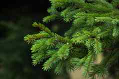 绿色多刺的分支机构Fur-tree松毛茸茸的冷杉树分支关闭背景模糊