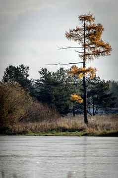 湖泊秋天森林森林秋天景观美丽的自然
